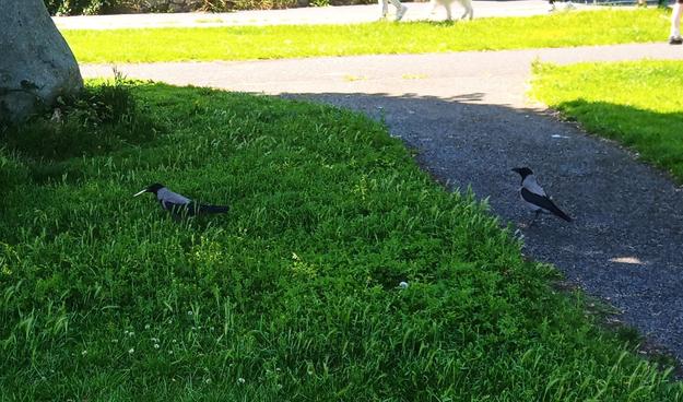 2 crows arrive under the tree for dropped food.