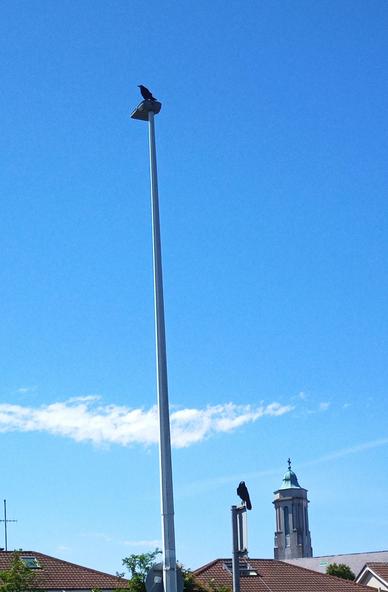 2 rooks cautiously watching me leave food for them.