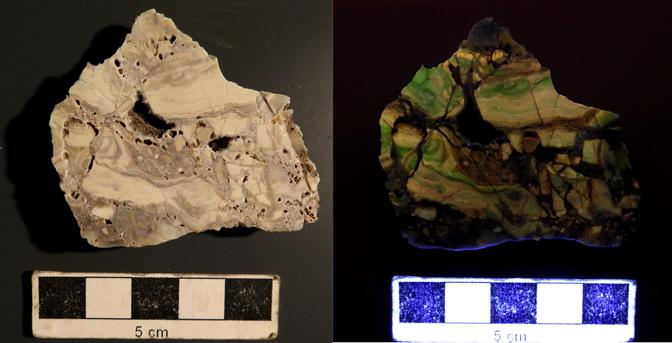 The image is in two halves: on the left is a sawn slice of mottled pale brown rock, with many cavities, and a cm scale bar below. On the right, the same view, illuminated in ultra-violet light. Many areas of the rock show a banded cream and green luminescence.