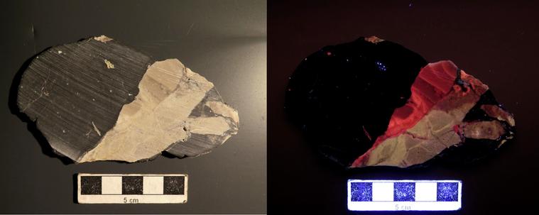 The image is in two halves: on the left is a sawn slice of mottled pale brown and black rock,  with a cm scale bar below. On the right, the same view, illuminated in ultra-violet light. The black area is still black, but part of the pale brown area is showing bright pink colours, and a complex structure.