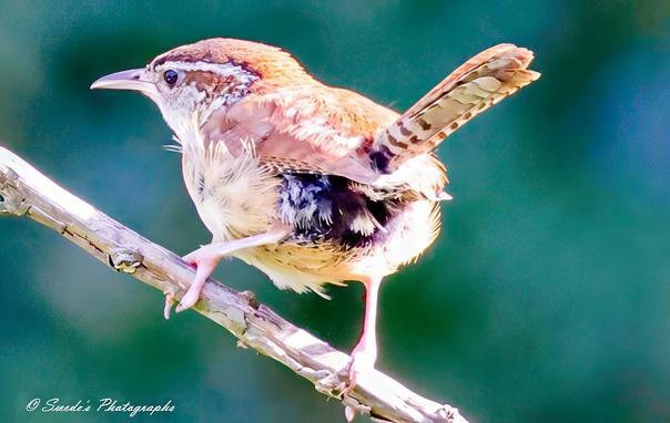 "A Carolina Wren perches in a moment of lively alertness, its cinnamon-hued back glowing gently against a softened backdrop of spring green and coastal blue. The fine white line of its eyebrow curves like a stroke of bright chalk above a sharp, slender beak. Its chest and belly are pale and warm, feathered in soft creams, fading down to delicate patterning near the legs. The tail is cocked upward—sprightly and striped—hinting at the bird’s restless energy. It’s poised on a gray-brown branch that stretches diagonally across the frame, as if nature’s own easel was tilted for just this portrait. Light plays softly over its feathers, revealing textures from smooth chestnut to fine flecks of black and white—like a song rendered in plumage." - Copilot