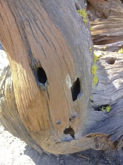 a very parched (probably dead?) and old bristlecone pine at the summit of the trail, with a sprinkle of neon green lichen along its side, and three holes VERY vaguely resembling (to the pareidolia photographer anyways) a frowning & inquisitive face