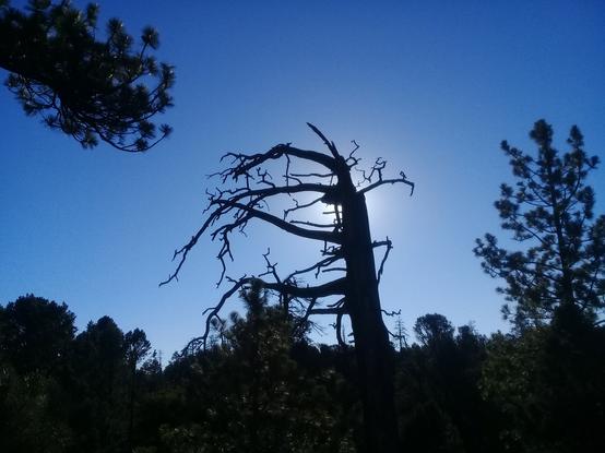 a dramatic silhouette of a dead and scraggly leafless tree strategically blocking the sun against a clear blue sky, surrounded by leafier livelier firs around it (and one thick branch photobombing up in the upper left)