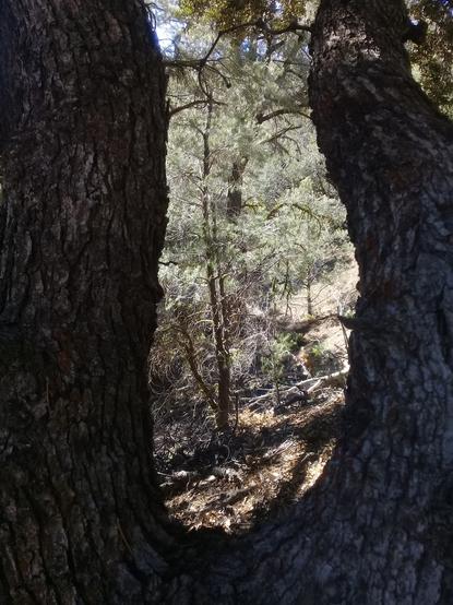 a forest scene in the center, "framed" by a large U-bend in an oak tree that runs across the bottom and up both sides of the image