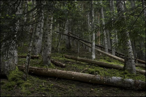 CAT
El bosc reposa en terra
part del seu silenci
L'altre, mirant al cel
no arriba a tocar
l'espesa boira del matí.
Allunyat de tot penso
que també soc bosc
també soc terra.

OC
Lo bòsc se pausa sul sòl
partida de son silenci
L'autre, agachant lo cèl
atenh pas
la nèbla espessa del matin.
Luènh de tot, cresi
que soi tanben bòsc
Soi tanben tèrra.