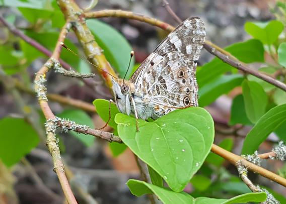 Auf einem Blatt sitzt mit geschlossenen Flügeln ein Schmetterling. Die Flügelunterseiten sind grau-weiß-braun sehr detailliert gemustert.