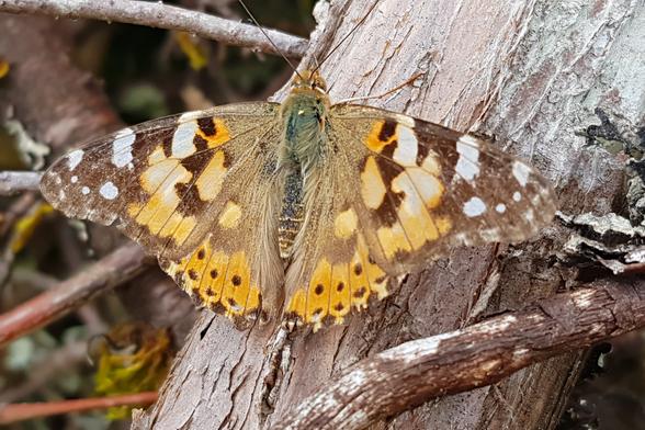 Auf einem Ast sitzt ein Schmetterling von oben fotografiert mit ausgebreiteten Flügeln. Die Flügeloberseite ist hauptsächlich orange mit schwarzen, weißen, grauen und brauenn Abzeichen, Flecken, Punkten, Linien.