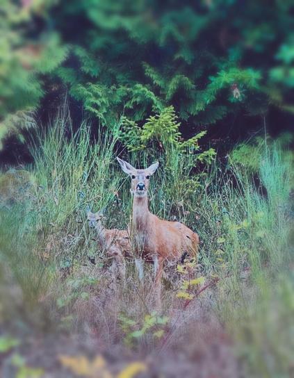 A medium, eye-level shot featuring a light brown deer and its fawn, standing close together, alerted against a backdrop of dense, tall green grass and evergreen trees. The adult deer, positioned slightly forward, has large ears and a slender neck, looking directly at the viewer. The fawn stands slightly behind and to the left of the adult. Foreground foliage, slightly out of focus creates a soft, veiled visual effect at the bottom of the image.