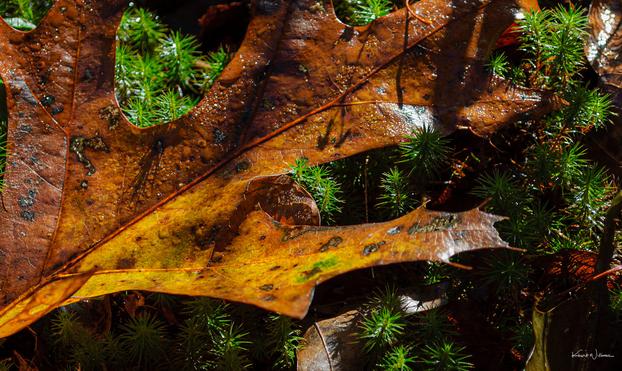 close-up of a rain-soaked brown oak leaf lying on bright green moss, lit by soft autumn sunlight in Mercer County Park.
