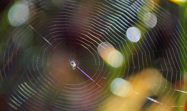 A classic spoke-and-hub spider web glistens with rainbow highlights in dappled sunlight, with the spider at the centre of its delicate creation.