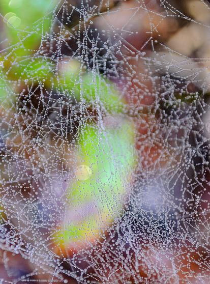 A dense spider web covered in morning dew, each thread outlined with tiny water droplets against a soft, multicoloured forest background.