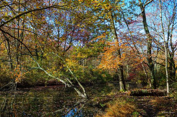 Autumn trees with yellow and orange leaves arch over a quiet woodland pond in Mercer County Park, reflecting the colourful canopy and blue sky above.