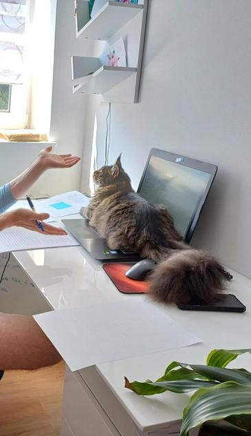 Extra fluffy Maine coone cat lying all the way across a laptop. His tail even covers the phone next to it. Laptop and cat are on a desk, with printed out pages of a paper under peer-review scattered across the desk.
