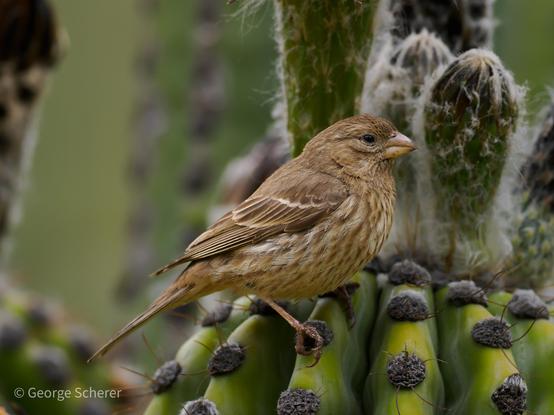 House finch, seen in profile, with tan feathers outlined in white, perched on a green cactus, against an out of focus green background.  Some of the cactus is covered in white fuzz.
