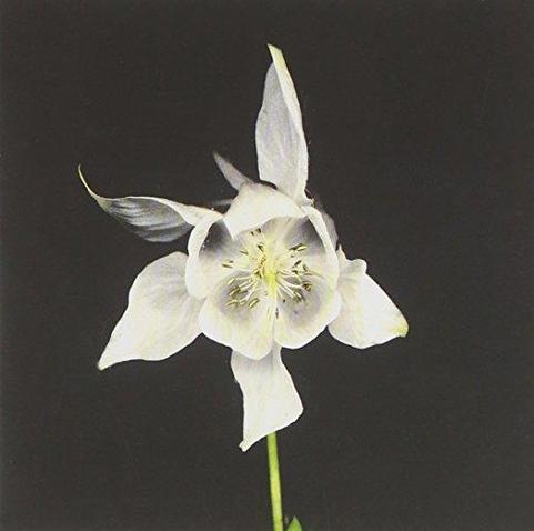 The cover of Happiness by Fridge is a photo of a beautiful white flower on a black background