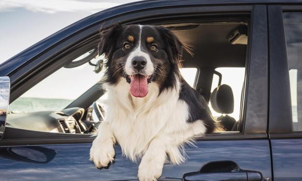 Un perro asomado por la ventanilla (Dave and Les Jacobs/Blend Images/ Getty Images)