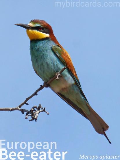 🌍 European bee-eater (Merops apiaster) 

The European bee-eater is a richly coloured, slender bird, about 27-29 cm long, with a black beak, brown and yellow upperparts, and green wings. Sexes are similar, though females may have greener shoulders.

They breed in southern and central Europe, northern and southern Africa, and western Asia, preferring open country near sandy banks for nesting. Most populations are migratory, wintering in tropical Africa, but a resident population exists in southern Africa.

Highly gregarious, European bee-eaters nest colonially in self-dug tunnels in sandy banks. They feed and roost communally, often catching insects, especially bees, wasps, and hornets, in flight. Before consumption, they remove the sting by striking the insect against a hard surface. 2.5 Flash (Edited) 

Conservation status: Least Concern (IUCN 3.1)

📷: Photo by makamuki0 via Pixabay 
https://pixabay.com/photos/bee-eater-abellerol-bird-3388890/

HQMZ