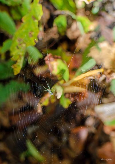 Small green Orchard Orbweaver (Leucauge venusta) spider resting at the centre of a delicate orb web among fallen leaves and greenery in Mercer County Park.