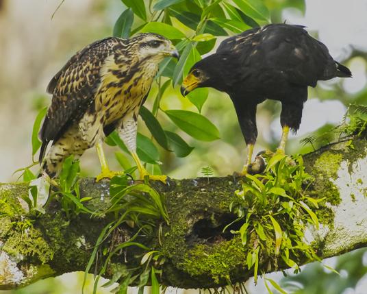 Two equally large hawks of the same size, with the blackish hawk on the right clutching a snail shell in her claw and the beige and brown hawk on the left looking all pitiful. The pitiful bird is a fledged (probably for some time) Common Black-Hawk still being fed & watched over by the parents.  Apparently, baby bird is so helpless that even the mighty snail must be caught and torn apart by the parent. Osa Peninsula, Costa Rica. Photo by Peachfront.