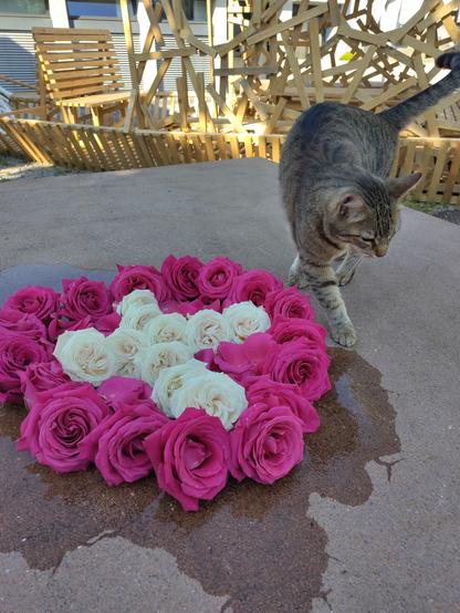 Tigerkater Coco, bei einem Mini-Blumenteppich.
