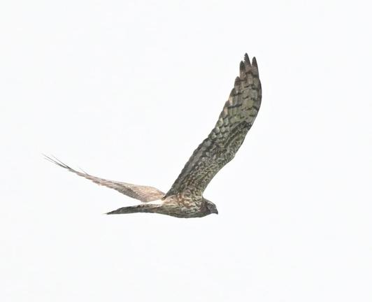 A female Montagu's Harrier in flight in the grey sky with wings spread.
