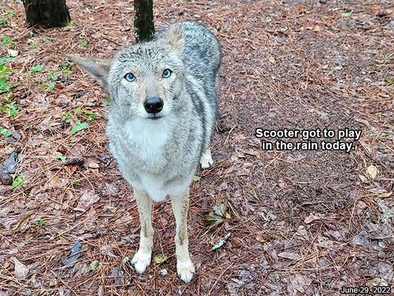 A picture of a coyote.