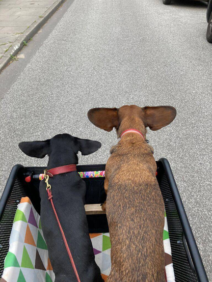 two dachshunds standing in a muli cargobike driving down a residential street with their ears spread by the wind like wings of little airplanes, photographed from the driver's position behind them. stolen from https://www.cargobikeforum.de/forum/index.php?threads/bilder-hundetransport.5601/post-126021