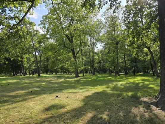 Lush green park with grass, sparse old trees during sunny weather.