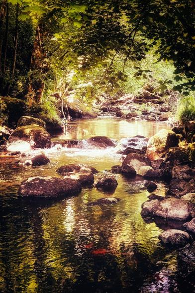 A sun-dappled stream flows over mossy rocks in a dense, green forest. The water reflects the warm, golden light filtering through the tree canopy, creating a serene and inviting atmosphere. The overall mood is one of natural beauty and tranquility.