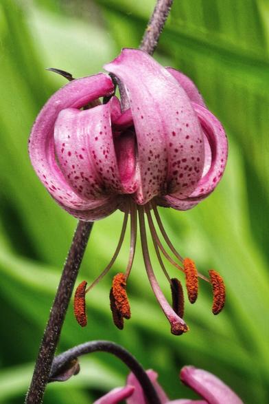 A close-up shot of a vibrant pink Turk's Cap Lily, its recurved petals speckled with darker pink spots. The long stamens with prominent orange anthers hang gracefully below the bloom, set against a softly blurred green background of foliage.