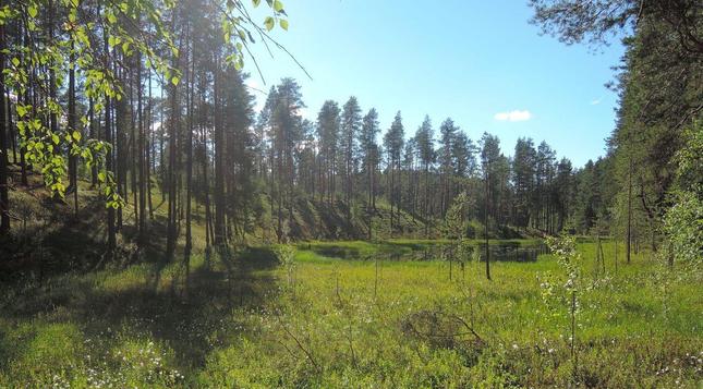 Kesäinen vehreä metsämaisema