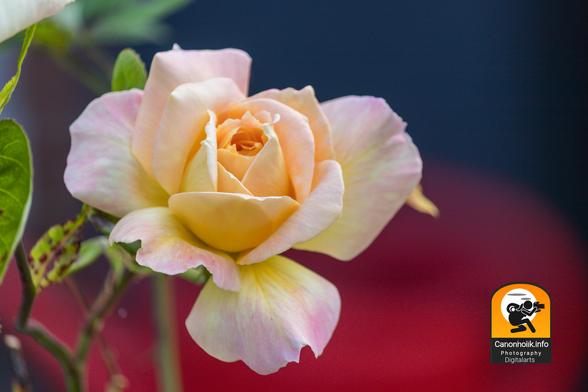 Ein Bild zeigt eine einzelne, zartgelbe bis pfirsichfarbene Rose, die leicht nach rechts gedreht ist und sich im Vordergrund befindet. Die Blütenblätter sind an den Rändern hellrosa getönt und zum Zentrum hin intensiver gelb. Die Blüte ist vollständig geöffnet und zeigt die komplexen Schichten ihrer Blütenblätter. Links unten sind einige grüne Blätter und Stiele der Rose erkennbar, teilweise unscharf. Der Hintergrund ist unscharf und teilt sich in einen oberen dunklen Blau- oder Schwarztton und einen unteren leuchtenden Rottton. Unten rechts im Bild befindet sich ein Wasserzeichen mit dem Text "carionhoik.info Photography Digitalarts" und einem stilisierten Kamerasymbol.