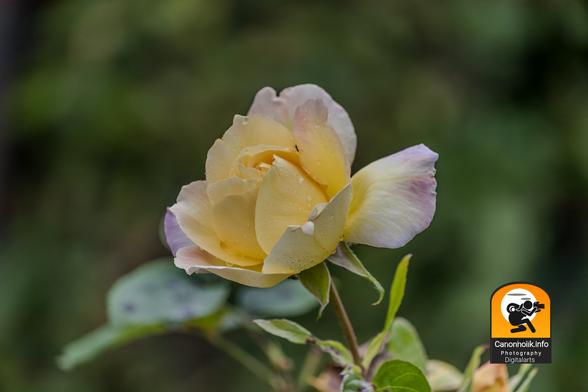 Ein Bild zeigt eine einzelne, zartgelbe Rose in der Mitte des Bildes, die leicht nach links gedreht ist. Einige der äußeren Blütenblätter haben einen Hauch von hellvioletten oder rosa Tönen an ihren Rändern. Auf den Blütenblättern sind kleine Wassertropfen oder Tautropfen zu erkennen, die der Blüte eine frische Textur verleihen. Die Blüte ist nicht vollständig geöffnet, sondern befindet sich in einem halb aufgeblühten Zustand. Unterhalb der Blüte sind einige grüne Blätter und der Stiel der Rose zu sehen, die teilweise unscharf sind. Der Hintergrund ist eine unscharfe Fläche in verschiedenen Grüntönen, die auf Blätter oder Vegetation hindeutet. Unten rechts im Bild befindet sich ein Wasserzeichen mit dem Text "carionhoik.info Photography Digitalarts" und einem stilisierten Kamerasymbol.