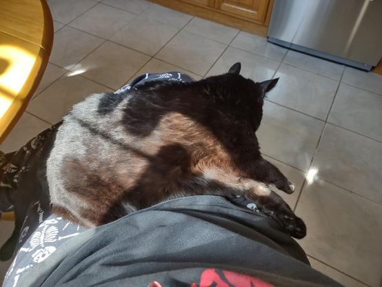 This is a picture of my black cat laying in my lap as I sit in my kitchen.