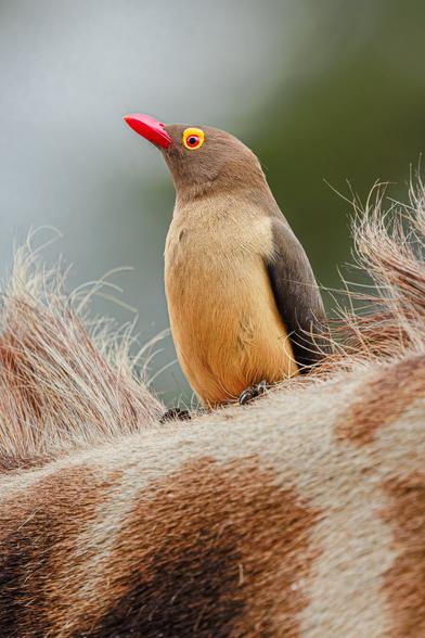 A photo of a red-billed oxpecker bird (Buphagus erythrorynchus) sitting on the neck of a giraffe, with a bright red beak and bright yellow flesh around an eye and a bright red-orange iris, looking to the left and surrounded on each side by the giraffe's mane.