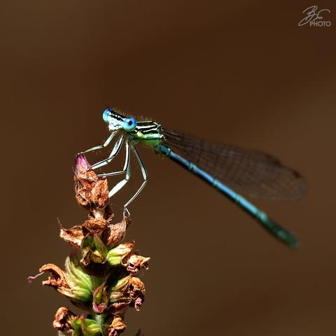 In the Gaze of the Damselfly
