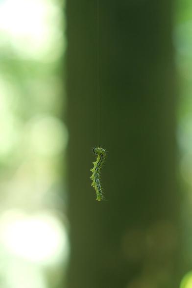A picture of a caterpillar climbing a thread of silk. The caterpillar is green and black, slightly wriggly and the background is a dark tree trunk blurred with heavy bokeh around the tree is bokeh balls of green ish light.