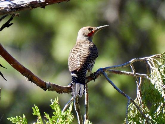 A bird perches on a branch in a tranquil woodland setting, blending harmoniously with the natural surroundings.