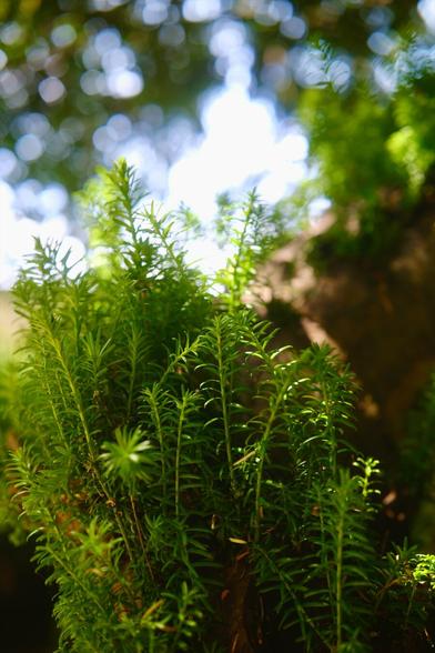 A picture of a tree with a trunk almost fluffy with what look likes ferns or something like that. It’s very green and the top of the frame is the sky and tree canopy blurred with bokeh.