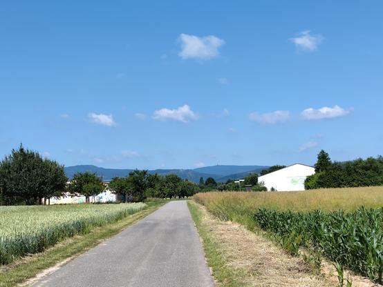 Breiter asphaltierter Feldweg. Links und rechts Getreidefelder. Im Hintergrund Bäume, zwei Scheunenähnliche Gebäude und der Taunus mit dem Großen Feldberg.
