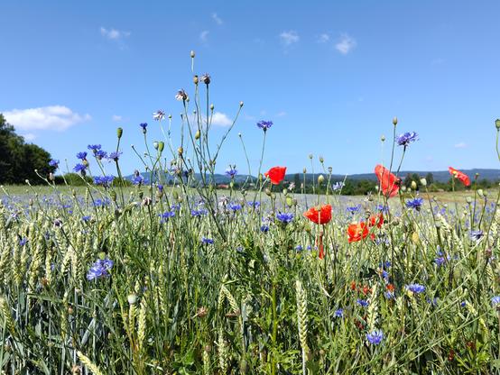 Blick auf ein Getreidefeld, in dem auch Kornblumen und Mohn wachsen.