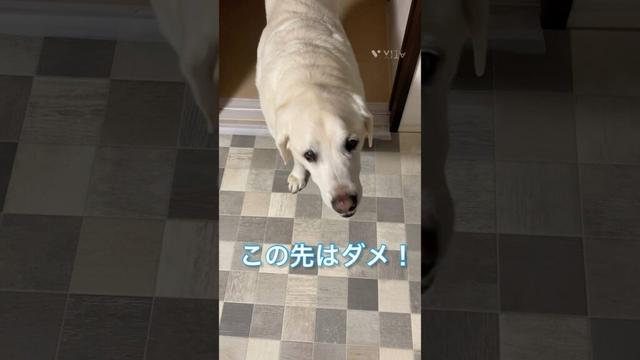 通せんぼの先には・・・。#ラブラドールレトリバー #犬 #dog #雑種犬 #dog