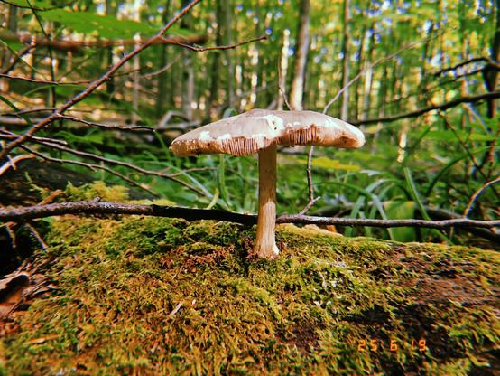 A brown mushroom growing out of a piece of wood. Trees in the background.