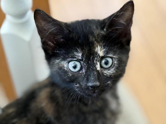 Kitten