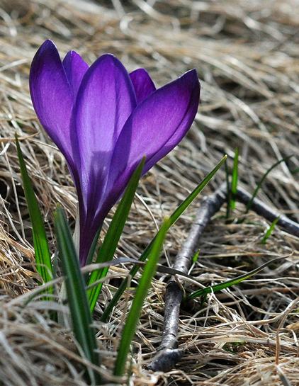 A small purple crocus.