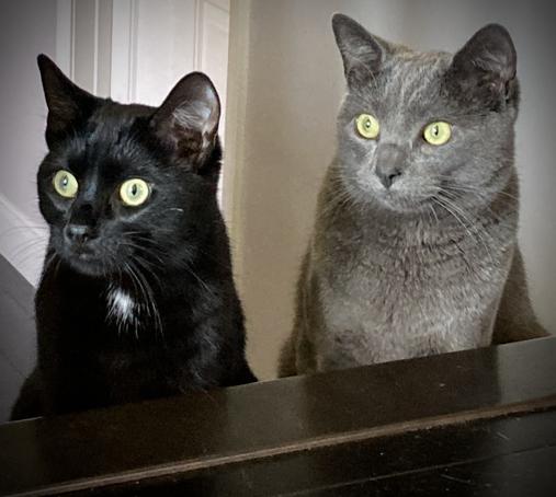 Chroma and Magic puss watching intently.