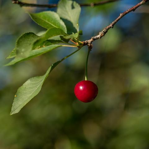 Eine einzelne rote Sauerkirsche hängt an einem Zweiglein. Über ihr ein paar Blätter. 
Hintergrundunschärfe in grün und etwas himmelblau.