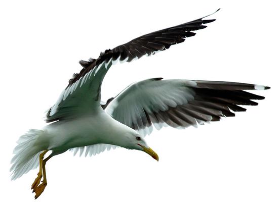 Клуша (Larus fuscus) у палёце.

#wikipedia #seagull #nature