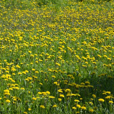 A lush field covered in vibrant yellow dandelions under bright sunlight.