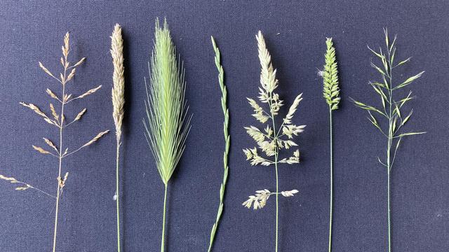7 distinct types of grass.